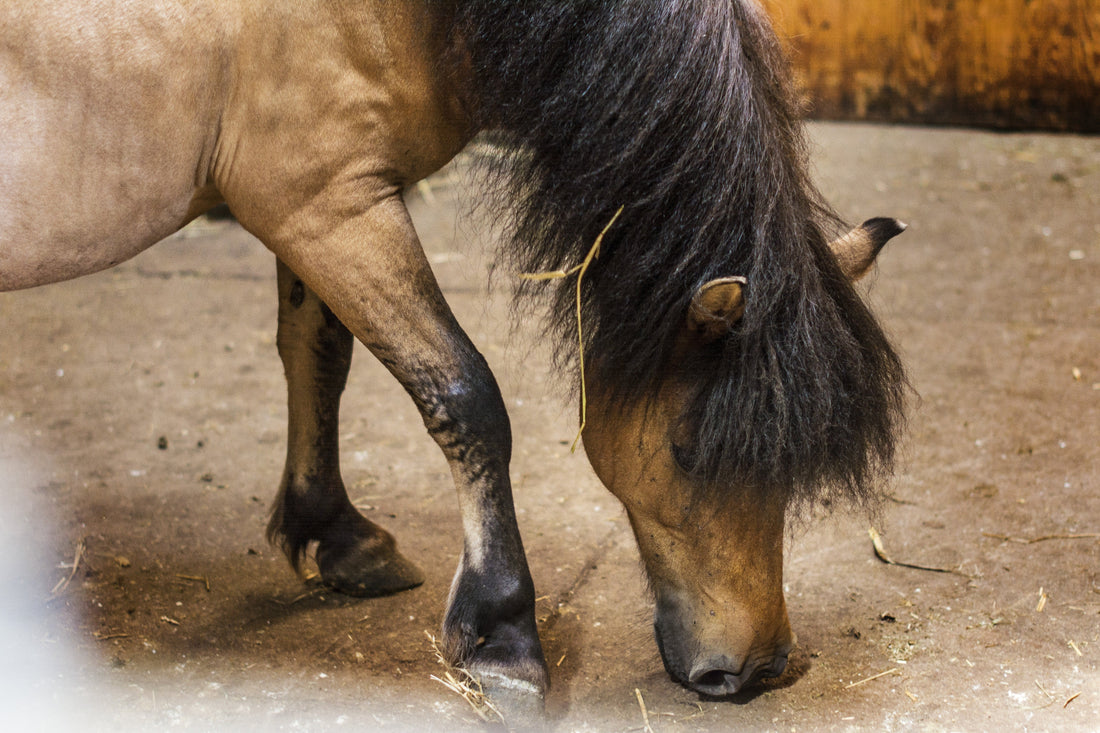 Cheval qui boite : symptomes,causes et traitement