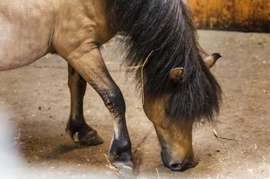 Cheval qui boite : symptomes,causes et traitement