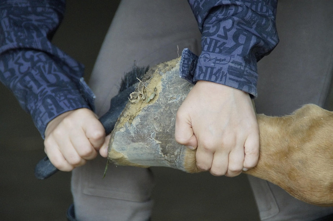 Comment soigner la fourchette pourrie d'un cheval