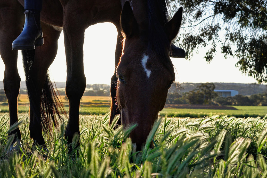 Ulcère gastrique cheval : comprendre et prévenir