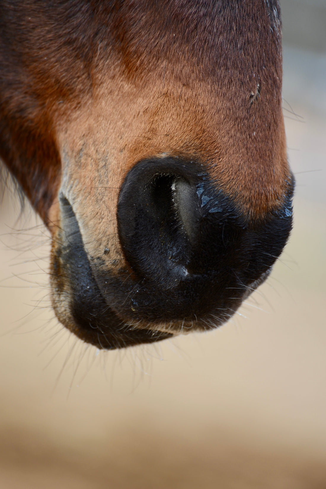 Pneumonie du cheval : symptômes, causes et traitement