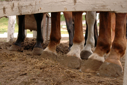 Tendinite chez le cheval : symptômes, traitement et solutions naturelles