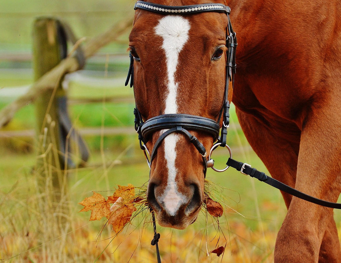 Traitement de l'ulcère chez le cheval